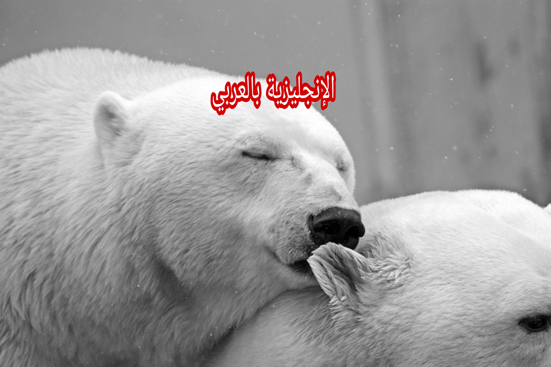 مقال حول الدب بالإنجليزي