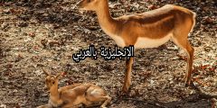 تعبير أو برجراف عن الغرال بالإنجليزي