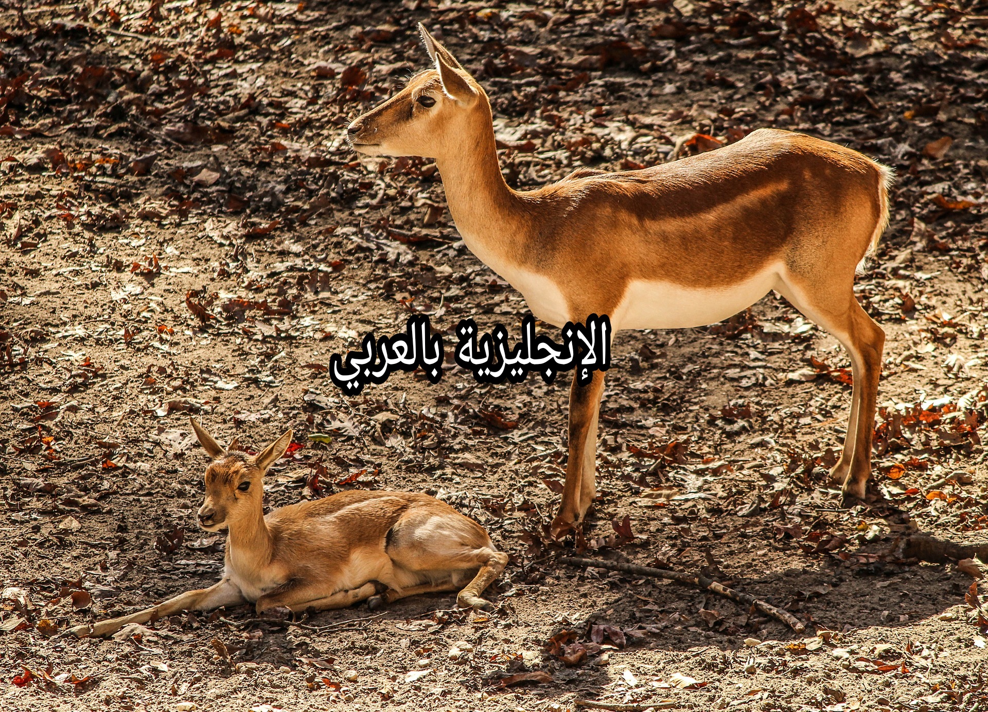 مقال حول الغزالة بالإنجليزية