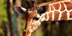 تعبير أو برجراف عن الزرافة بالإنجليزي والعربي
