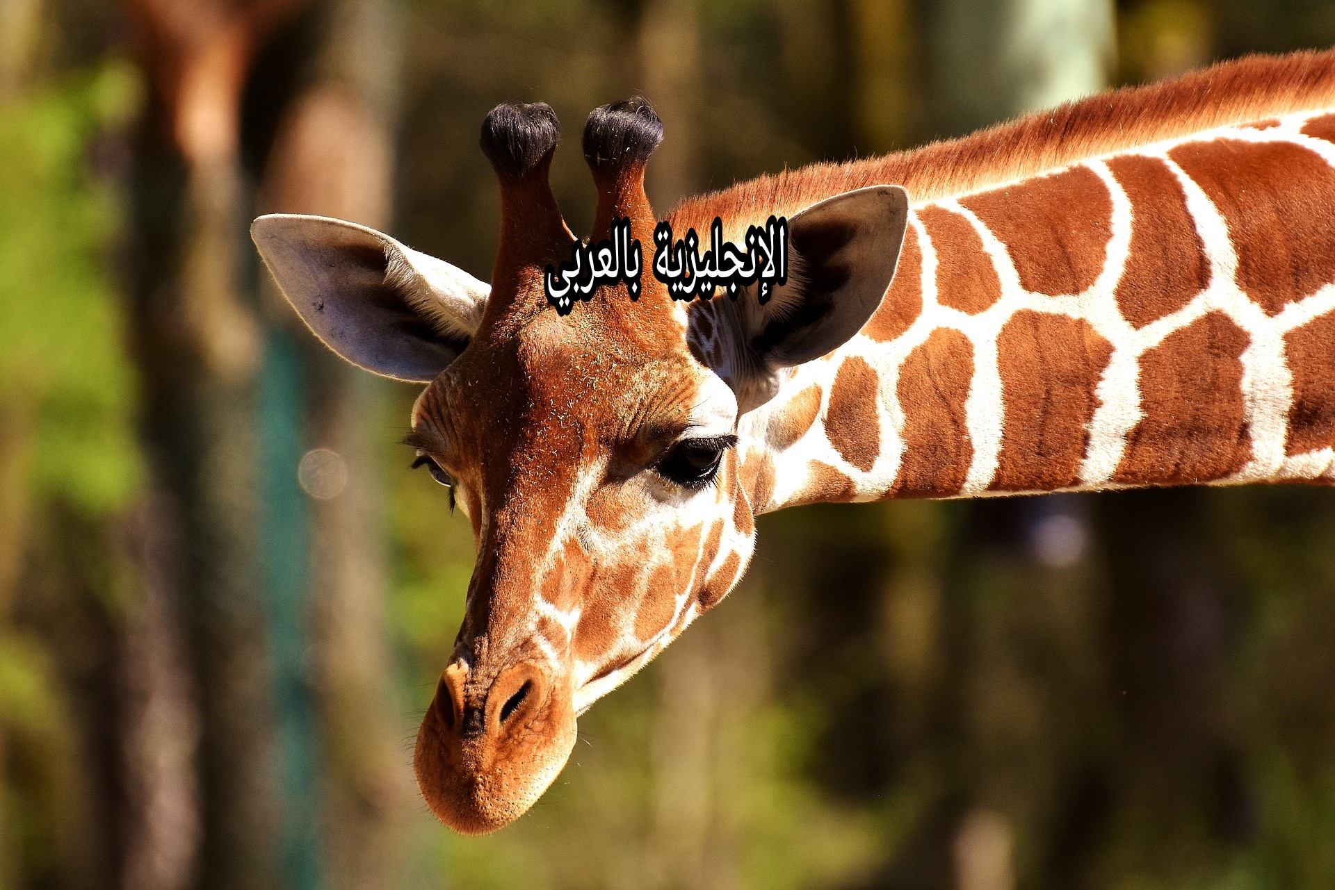 مقال حول الزرافة بالإنجليزي والعربي