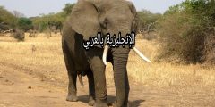 تعبير أو برجراف عن الفيل بالإنجليزي والعربي
