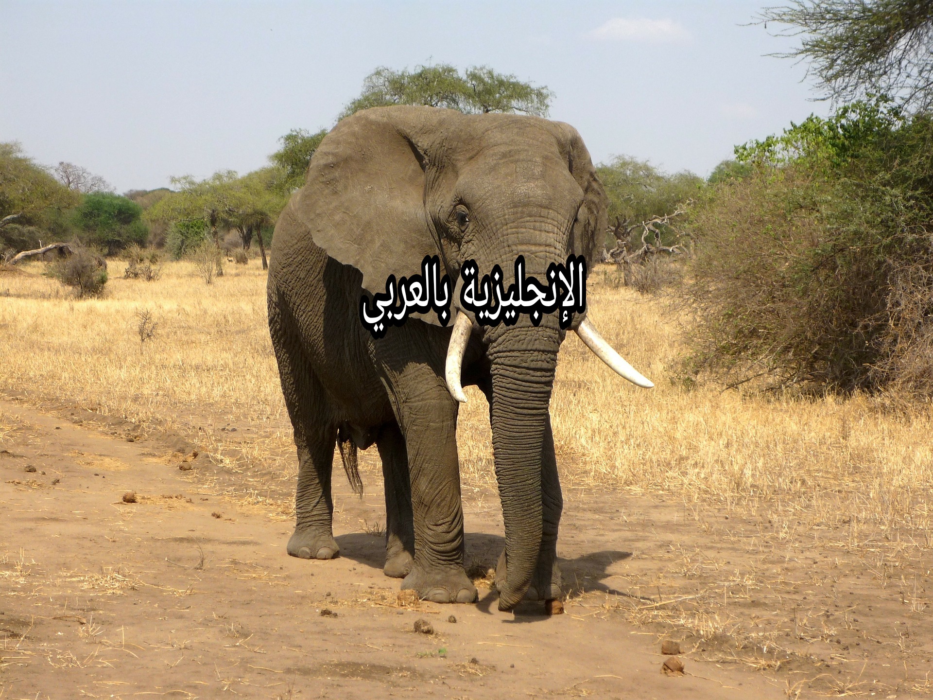 مقال حول الفيل بالإنجليزية