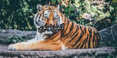 تعبير أو برجراف عن النمر بالإنجليزي والعربي
