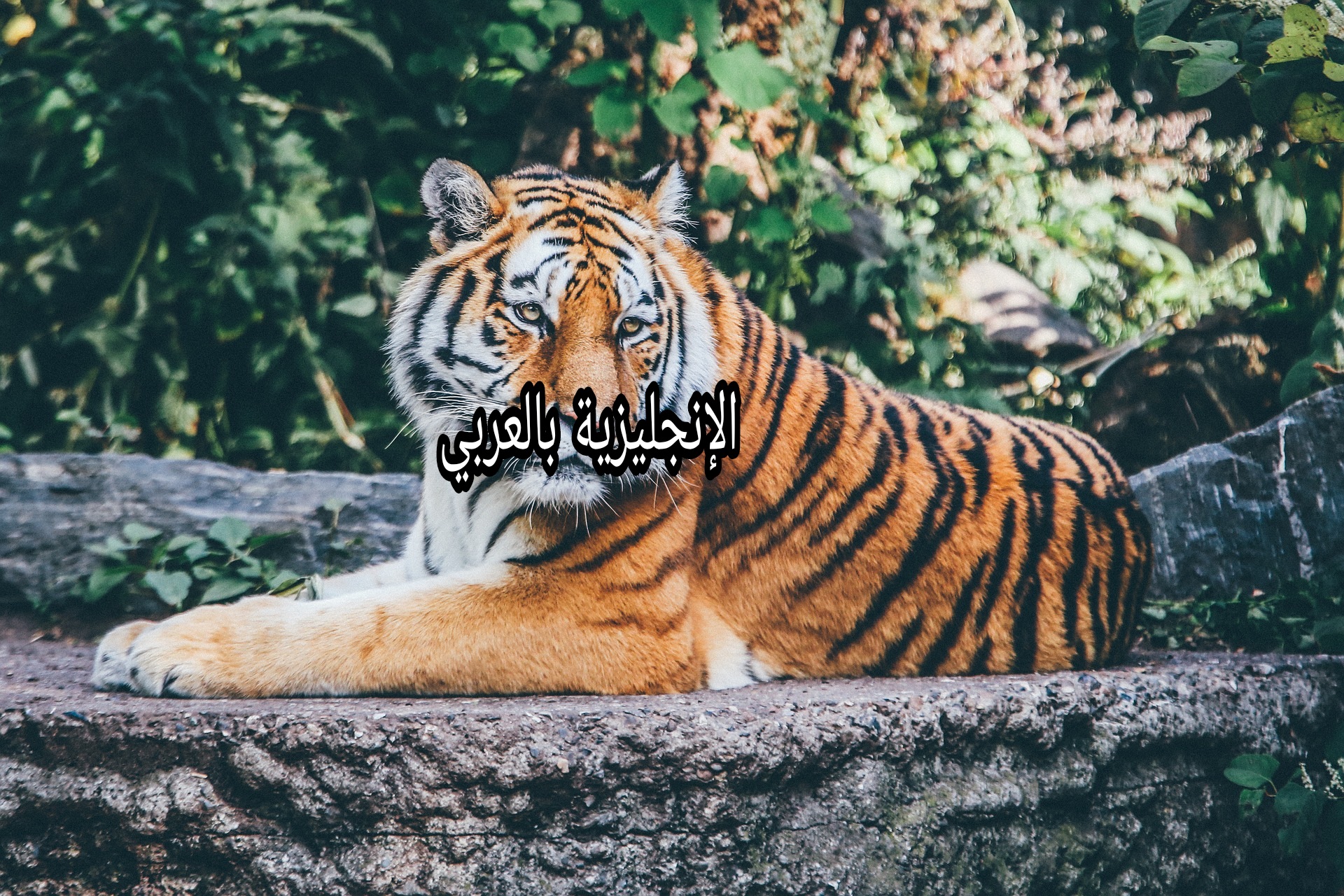 النمر بالإنجليزي والعربي