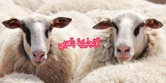 الخروف أو النعجة بالإنجليزي