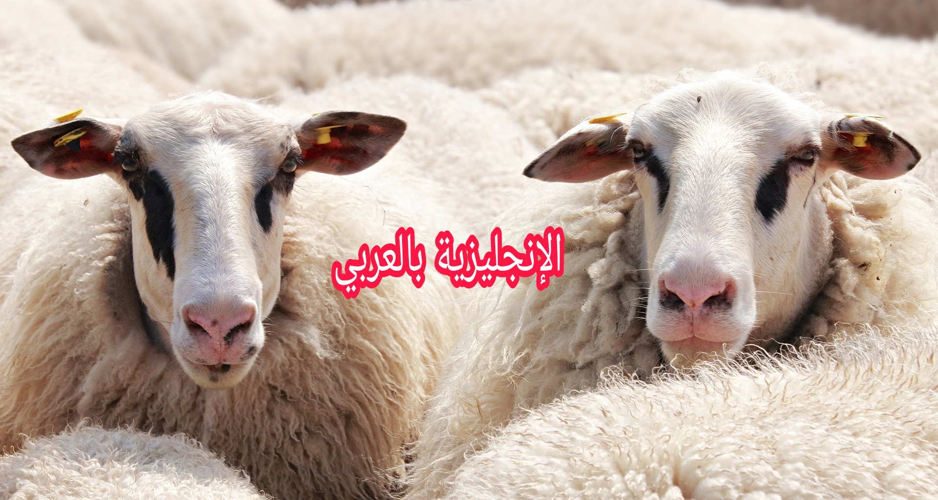 الخروف أو النعجة بالإنجليزي
