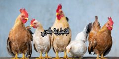 مقال عن الدجاجة بالإنجليزي