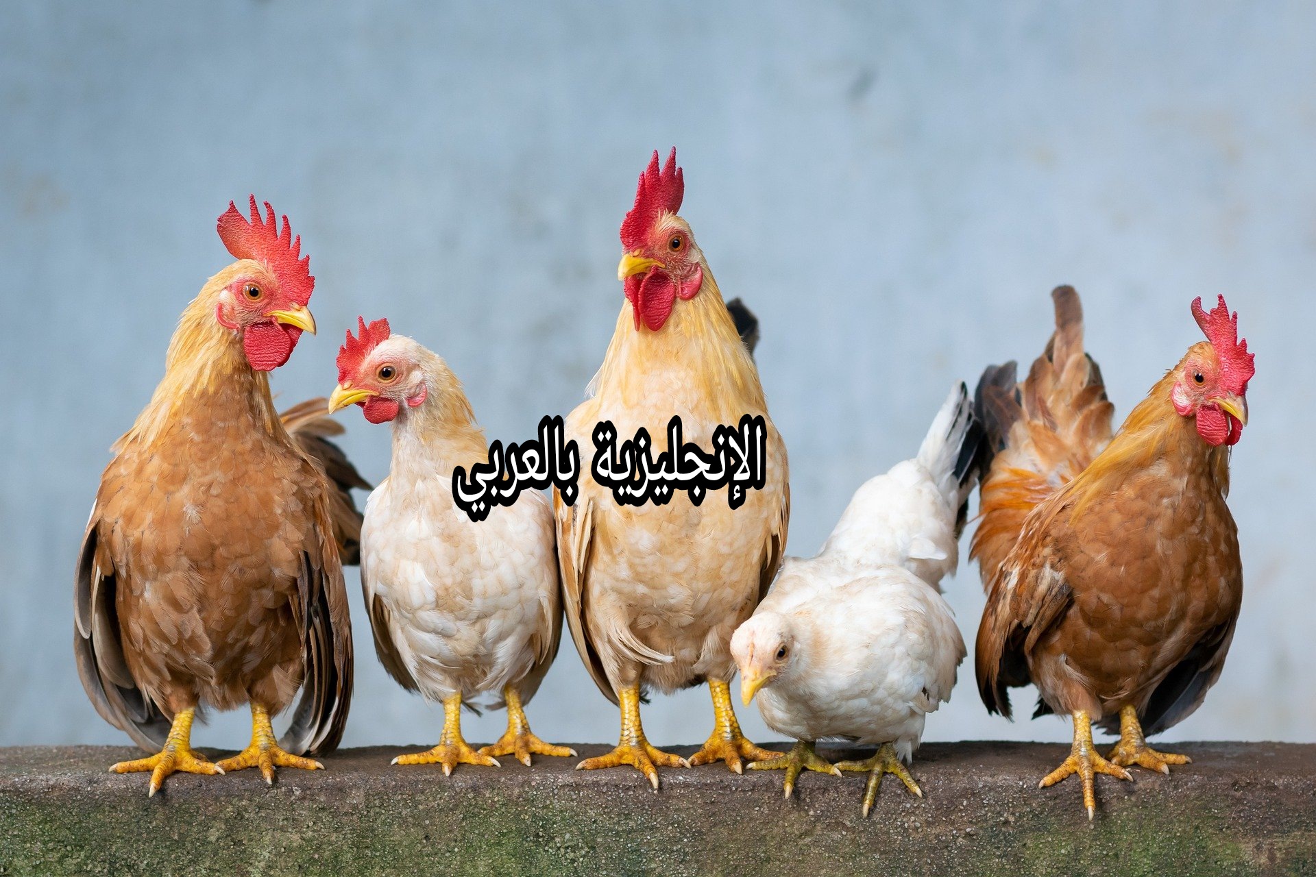 مقال عن الدجاجة بالإنجليزي