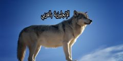 بحث حول الذئب بالإنجليزي