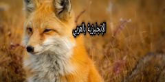 برجراف عن الثعلب بالإنجليزي