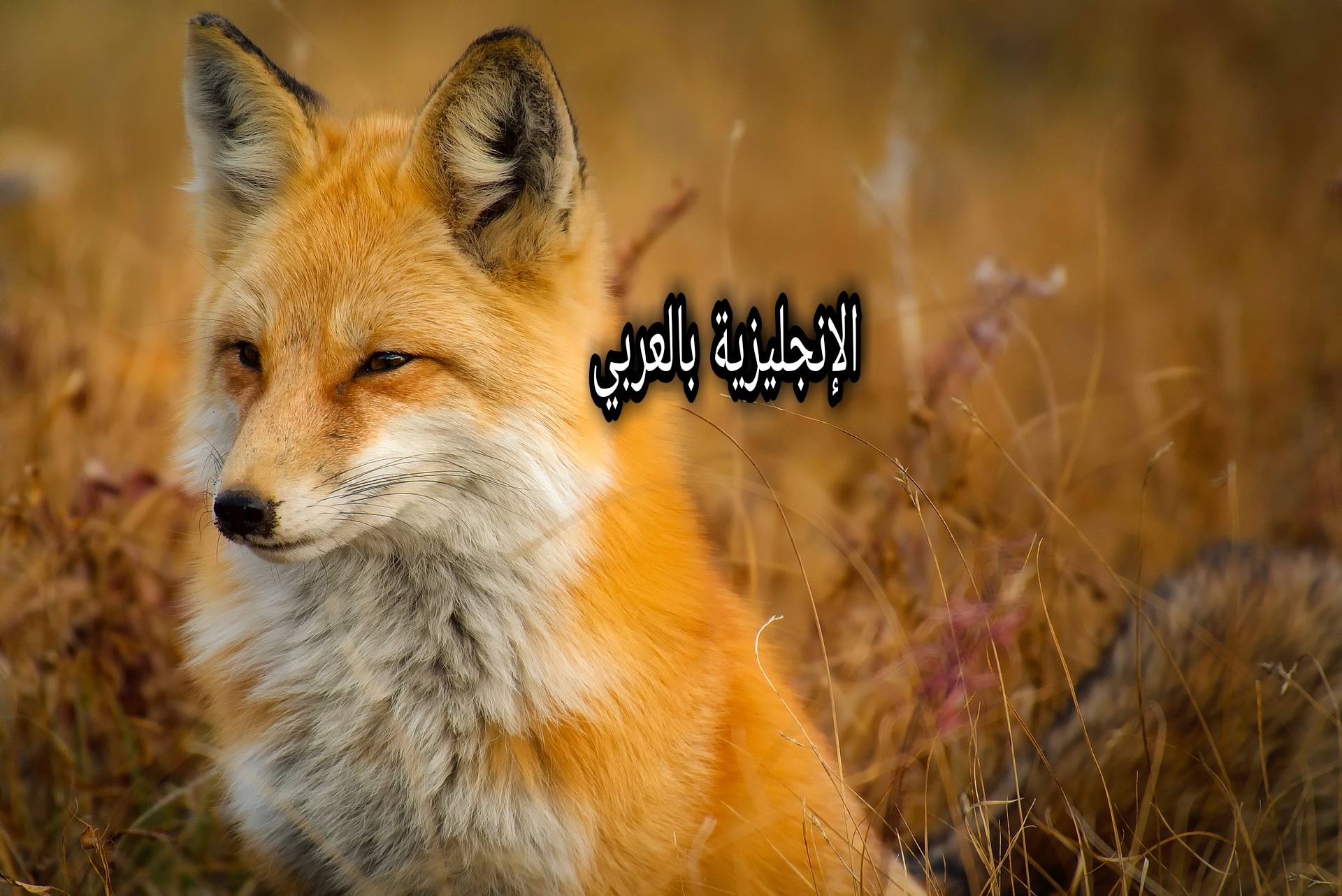 برجراف عن الثعلب بالإنجليزي
