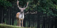 بحث ومقال حول الظبي بالإنجليزي