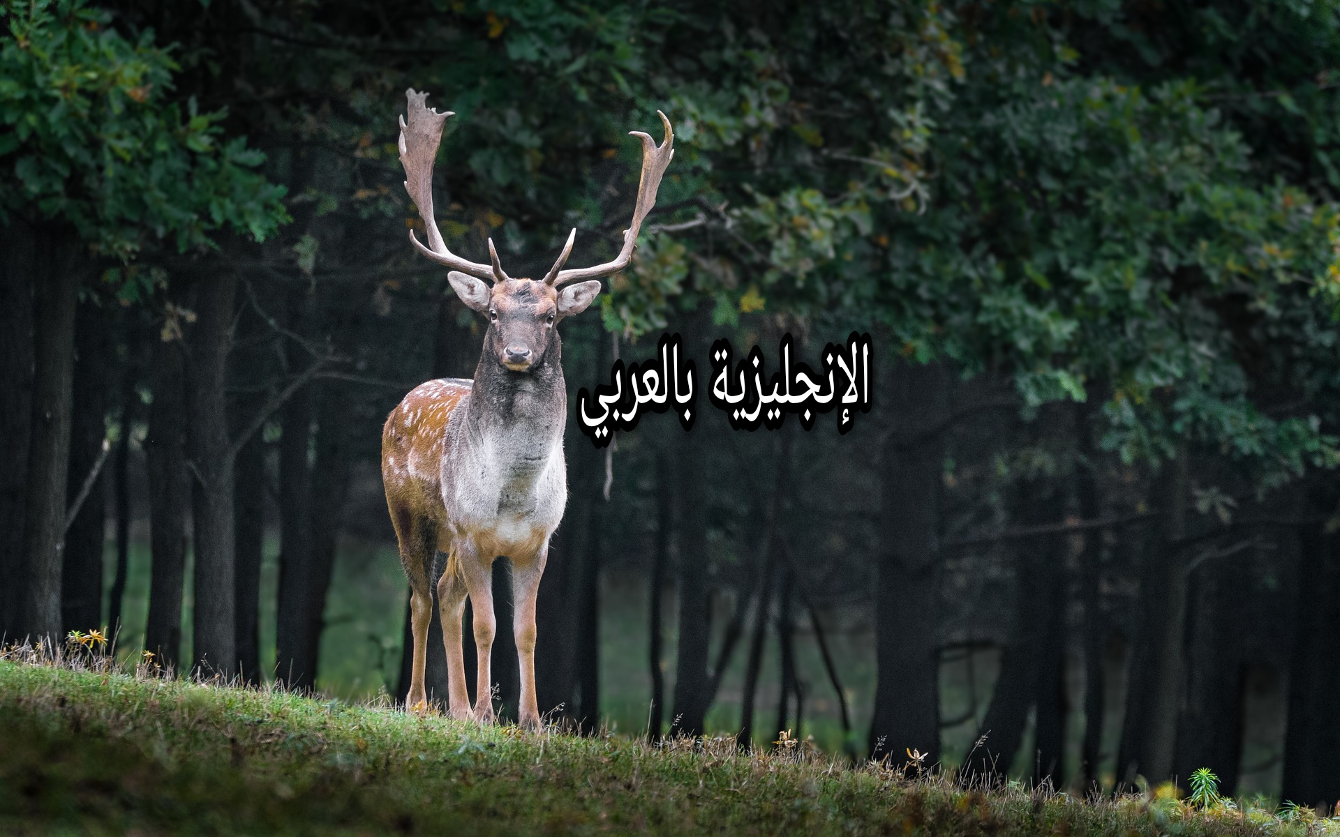 بحث ومقال حول الظبي بالإنجليزي