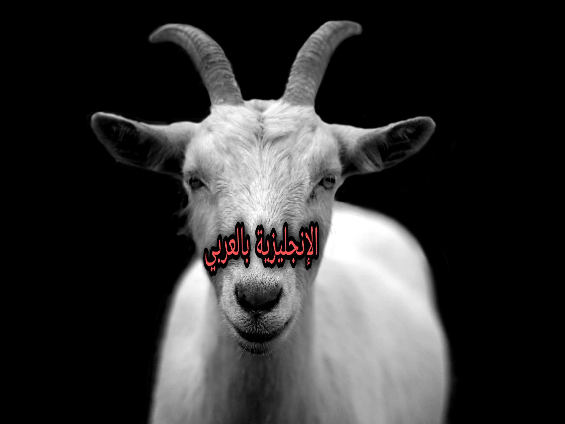 موضوع حول الماعز بالإنجليزي