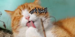 مقال حول القط بالإنجليزي