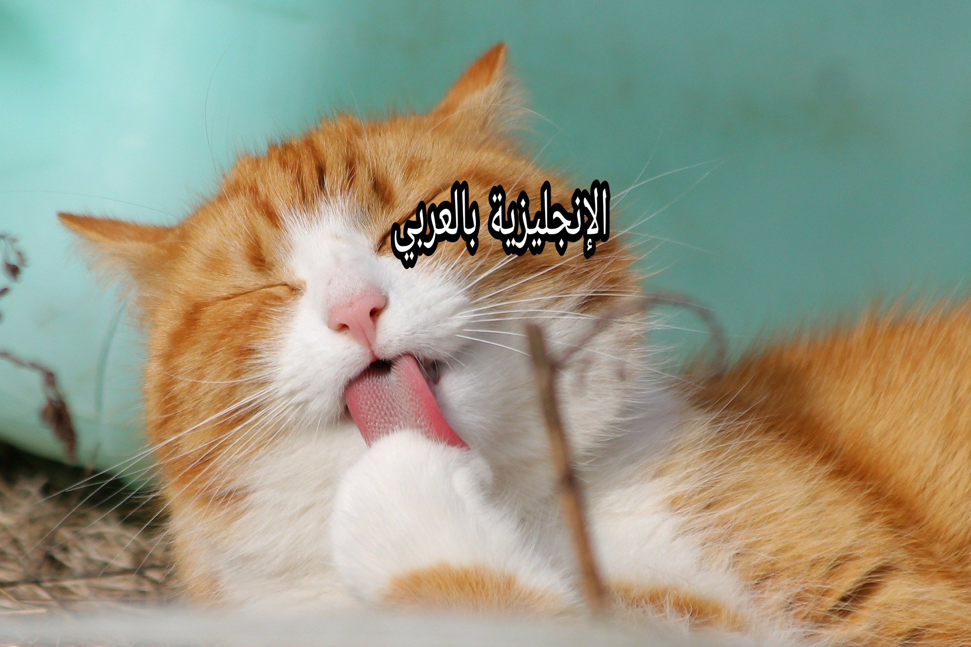 مقال حول القط بالإنجليزي