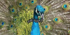 موضوع حول الطاووس بالإنجليزية