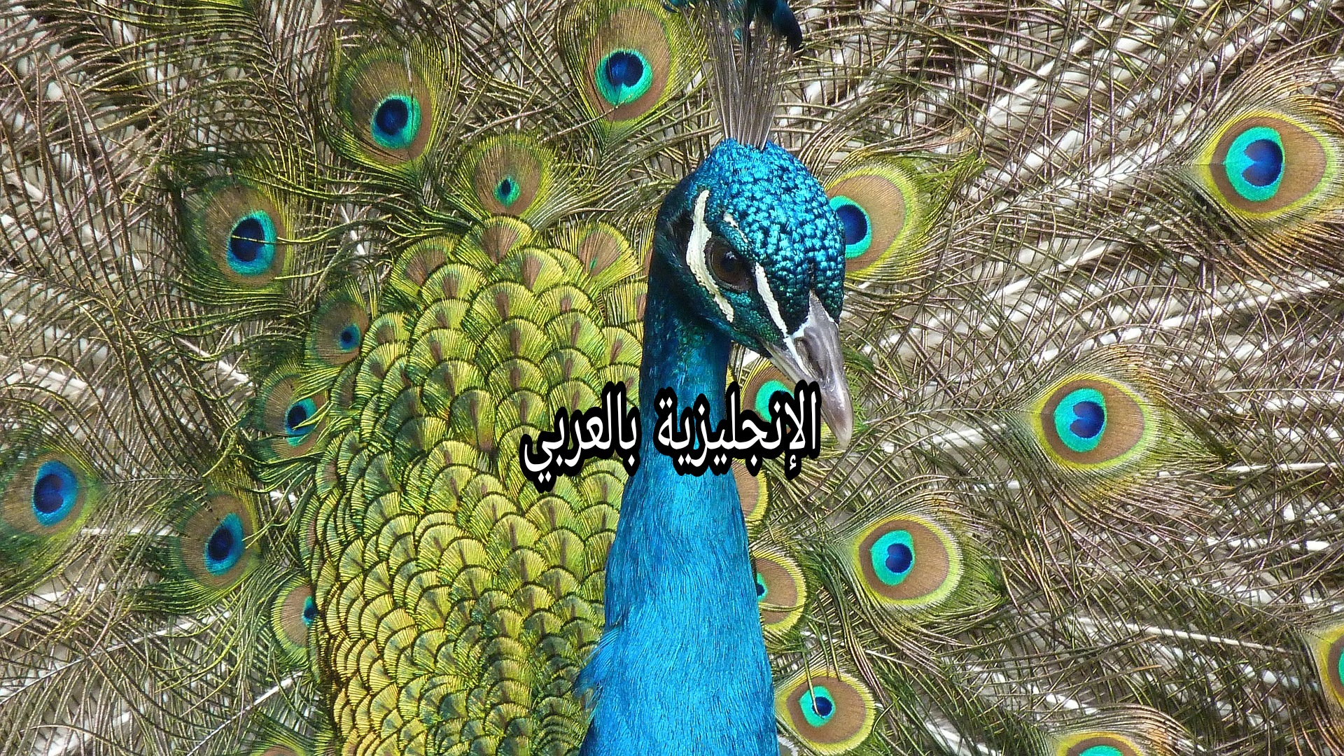 موضوع حول الطاووس بالإنجليزية