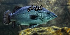 تعبير أو برجراف عن السمك بالإنجليزي والعربي