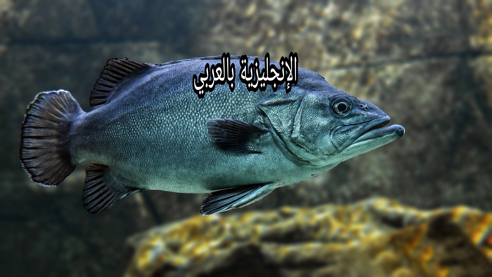 مقال حول الأسماك بالإنجليزية