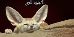 بحث حول الفنك بالإنجليزي
