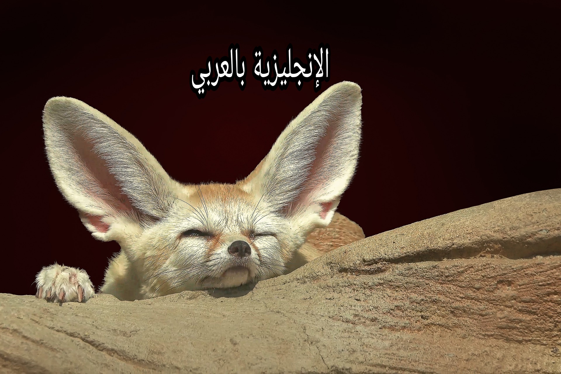 بحث حول الفنك بالإنجليزي