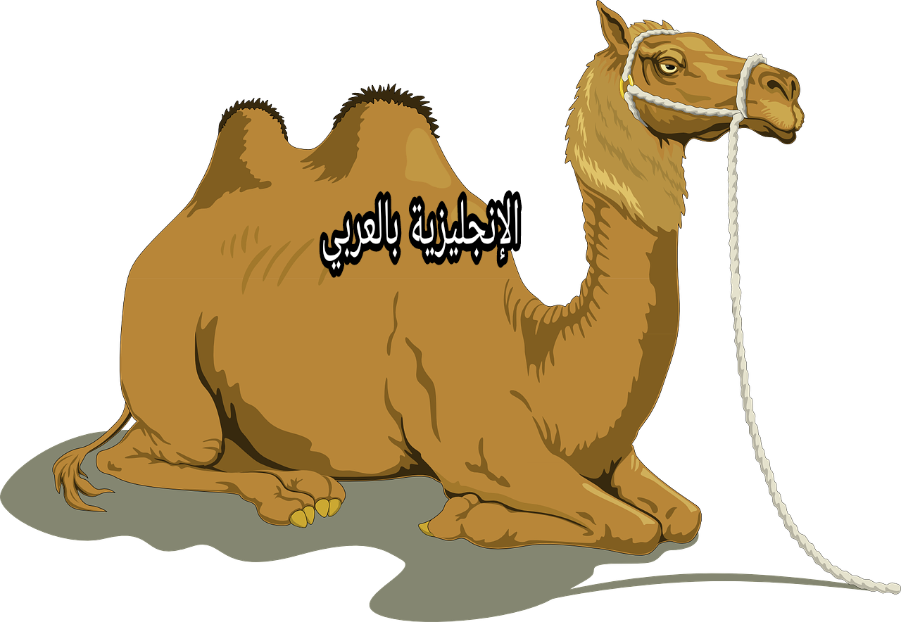 مقال حول الجمل بالإنجليزي والعربي