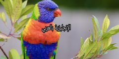مقال حول العصافير بالإنجليزية