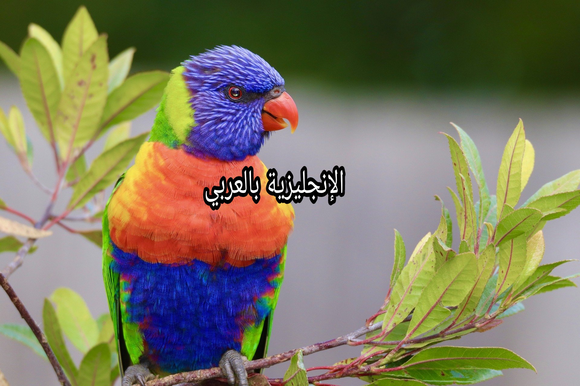 مقال حول العصافير بالإنجليزية