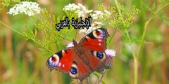 برجراف أو تعبير عن الفراشة بالإنجليزي