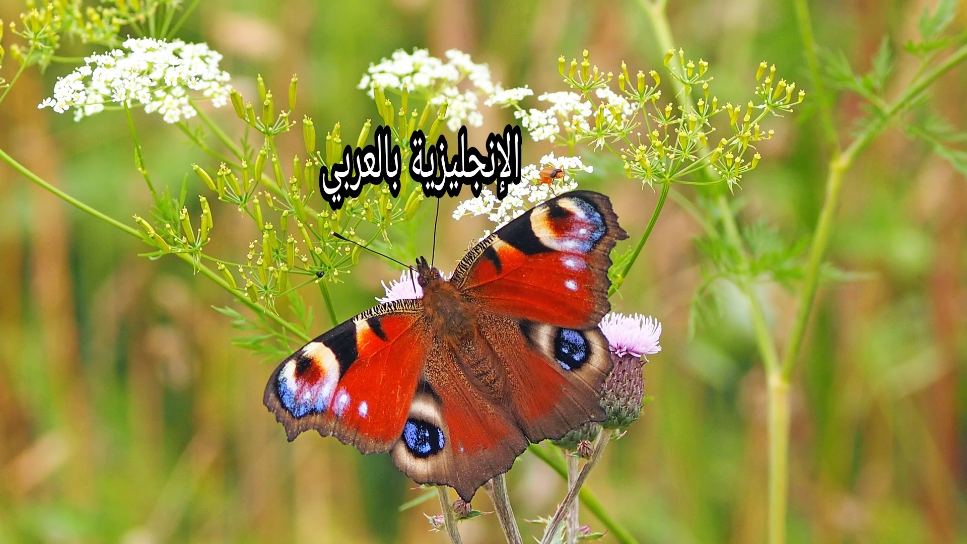 برجراف أو تعبير عن الفراشة بالإنجليزي