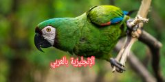 مقال حول الببغاء بالإنجليزية