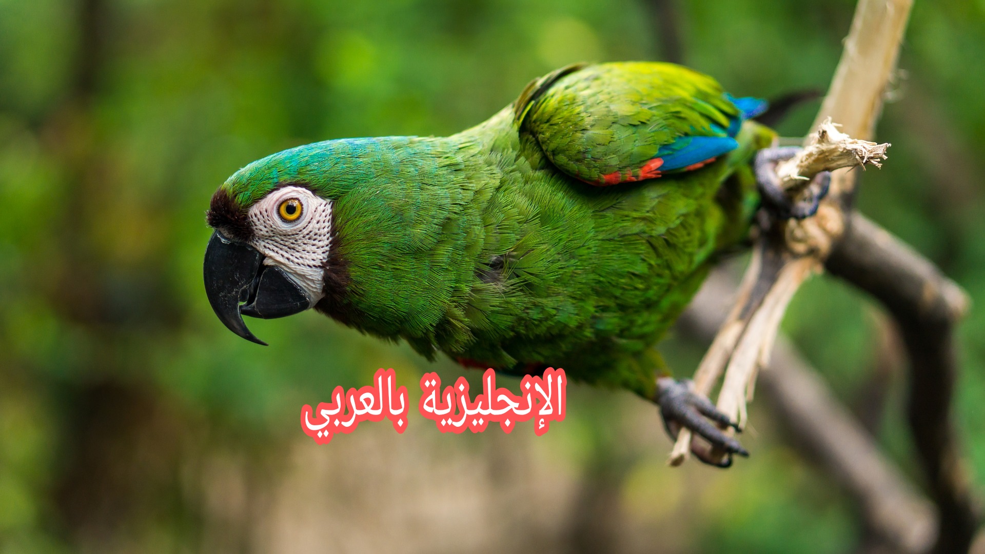 مقال حول الببغاء بالإنجليزية