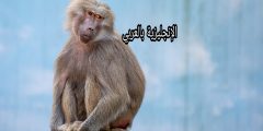 تعبير أو برجراف عن القرد بالإنجليزي والعربي