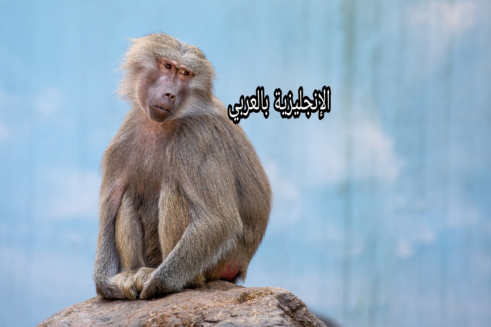 موضوع عن القرد بالإنجليزية