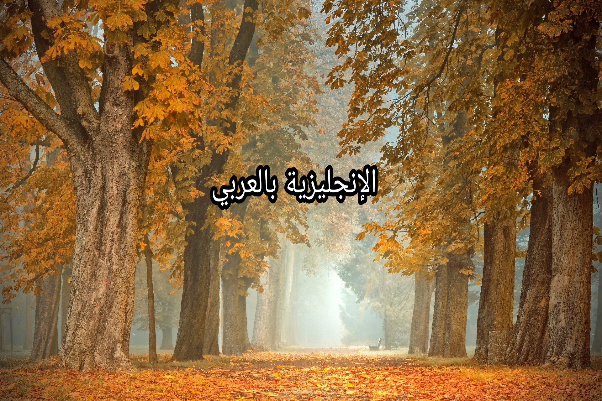 مقال حول الفصول الأربعة بالإنجليزي