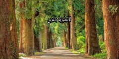مقال حول الأشجار بالإنجليزي