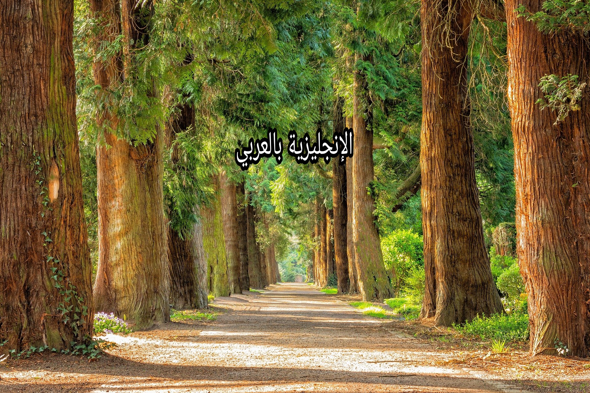 مقال حول الأشجار بالإنجليزي
