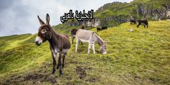 تعبير أو برجراف عن الحمار بالإنجليزي والعربي