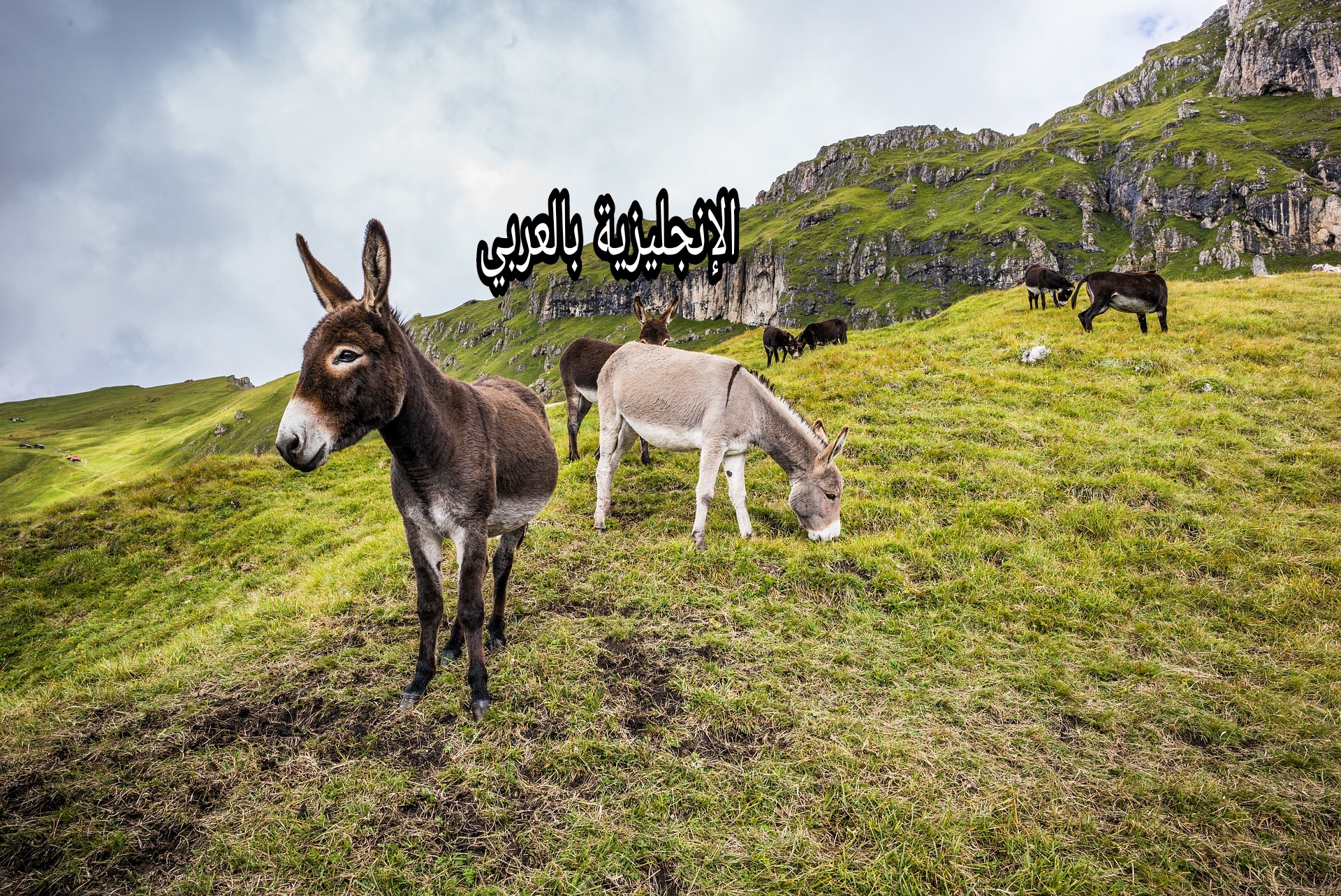 مقال عن الحمار بالإنجليزي
