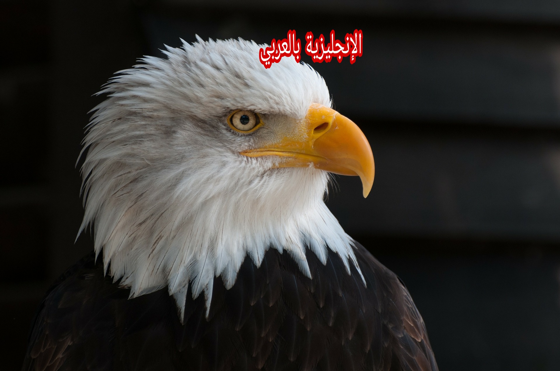 مقال عن النسور بالإنجليزي والعربي