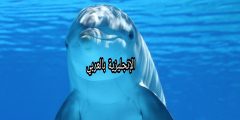تعبير أو برجراف عن الدلفين بالإنجليزي والعربي