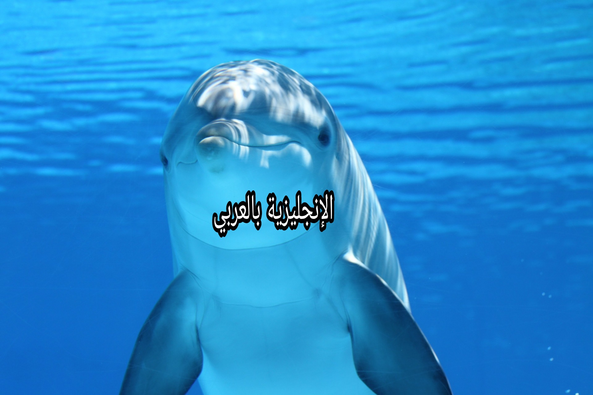 موضوع عن الدلافين بالإنجليزي