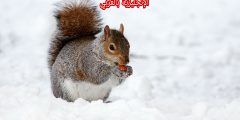 تعبير أو برجراف عن السنجاب بالإنجليزي والعربي