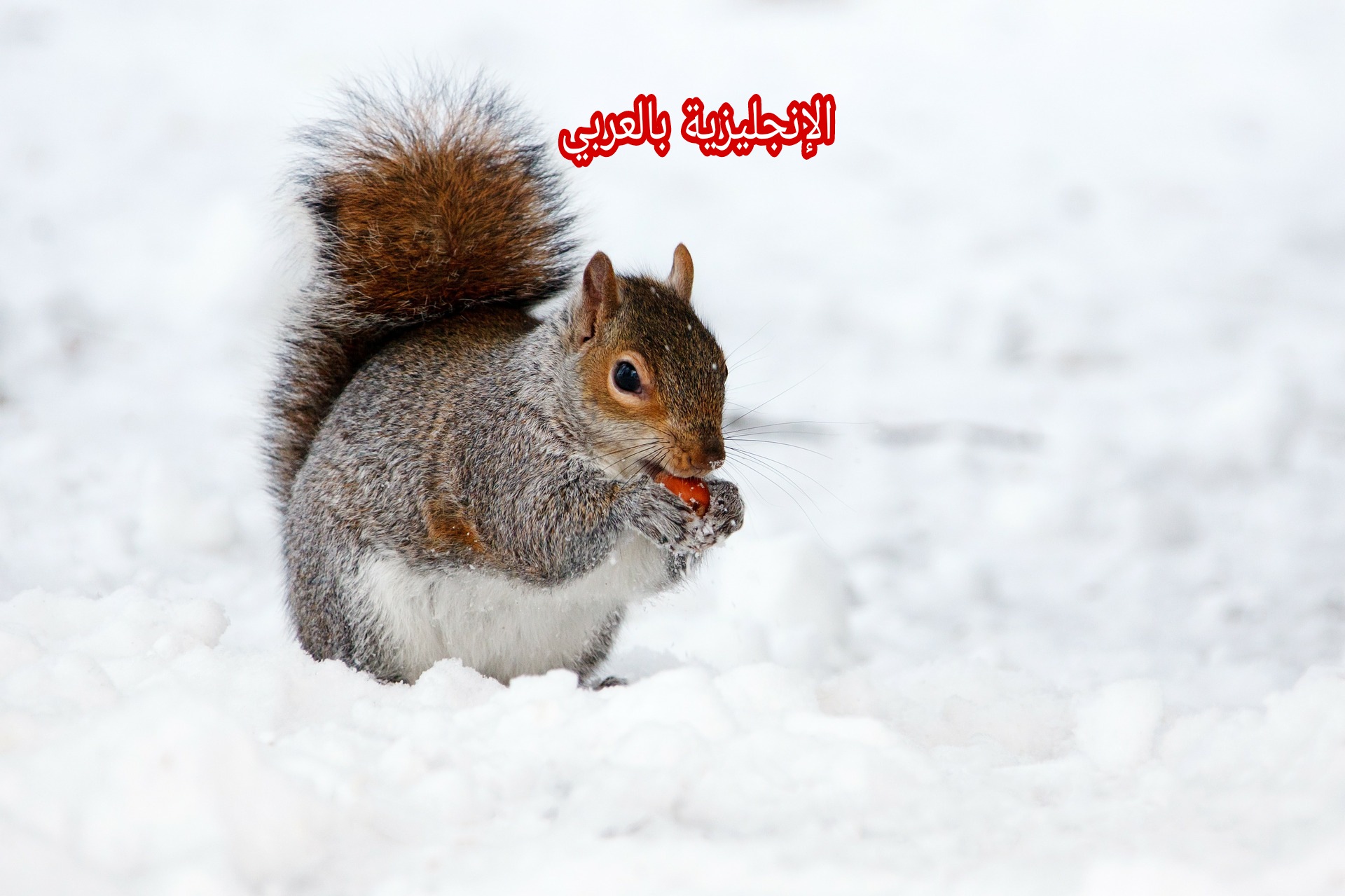 مقال حول السناجب بالإنجليزي