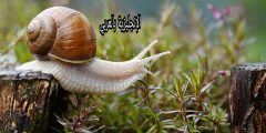 تعبير أو برجراف عن الحلزون بالإنجليزي والعربي