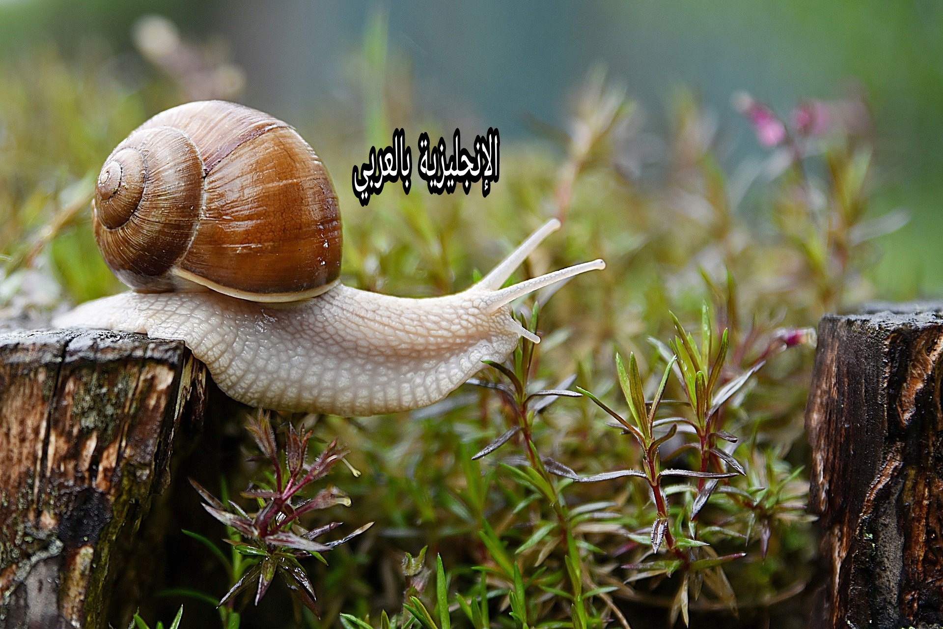 مقال عن الحلزون بالإنجليزي والعربي