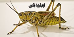 تعبير أو برجراف عن الجراد بالإنجليزي والعربي