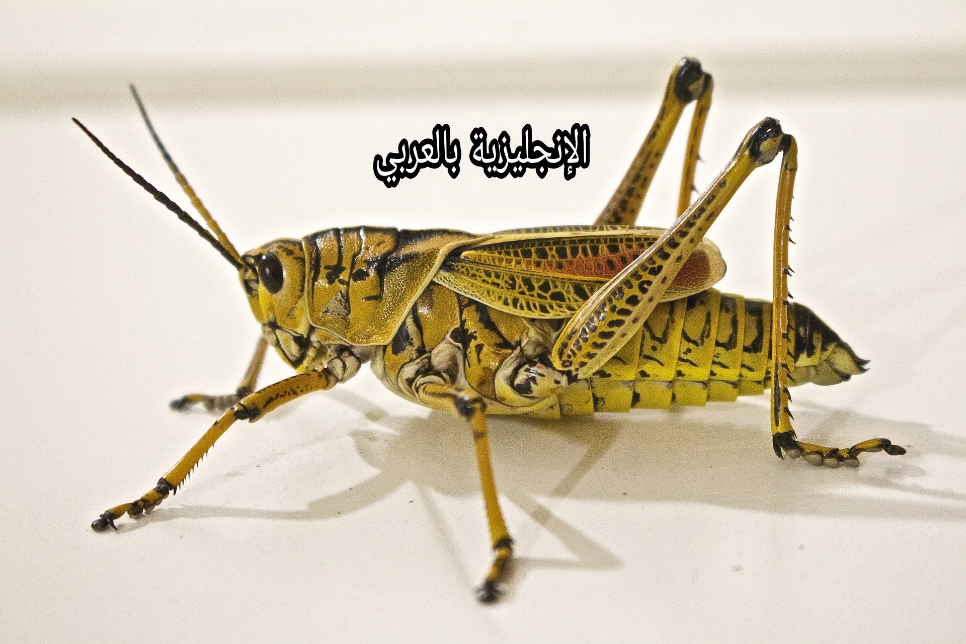 مقال عن الجراد بالإنجليزي
